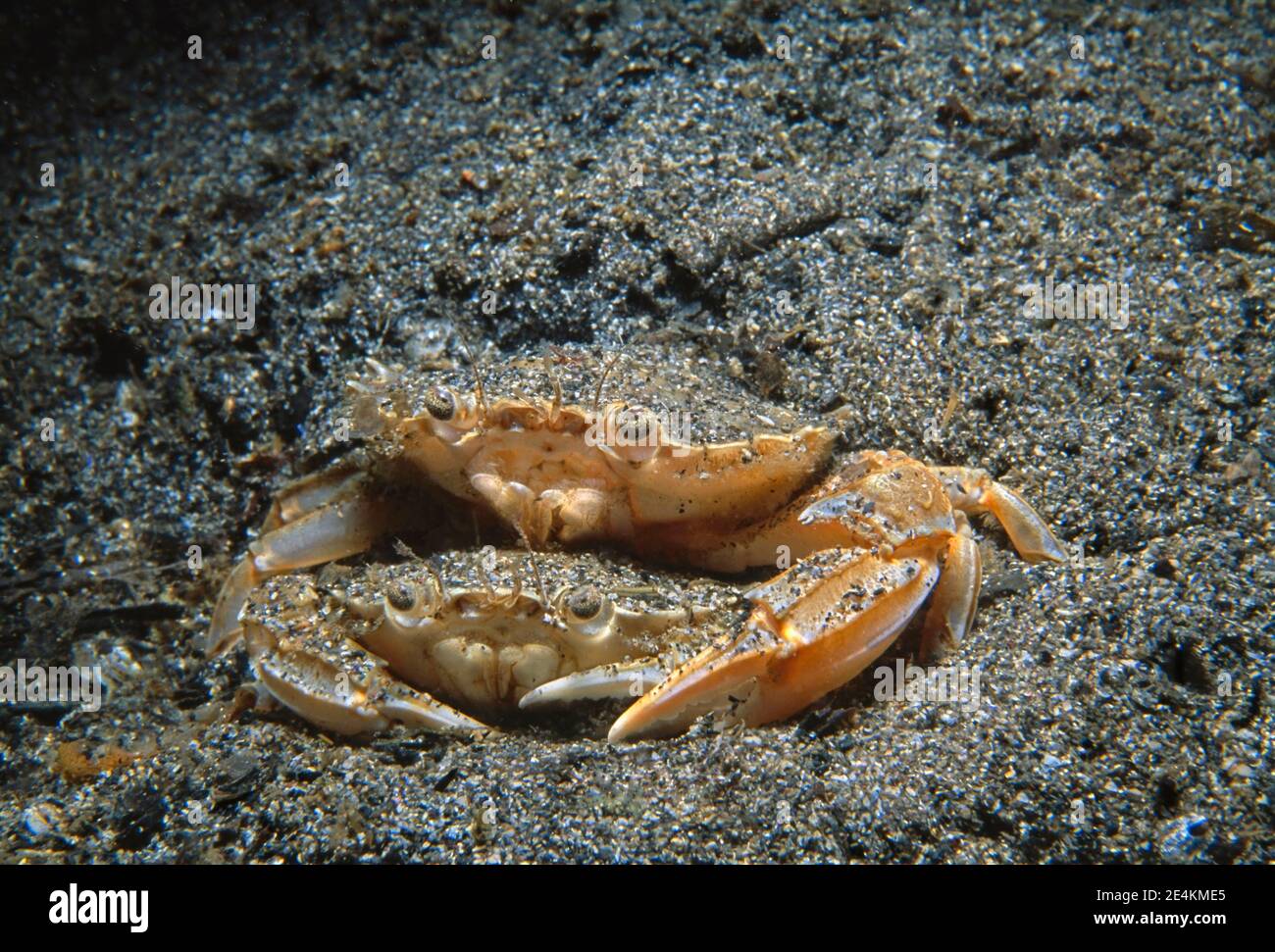 Hafenkrabben (Liocarcinus depurator) Paar, das unter dem sandigen Meeresboden, Großbritannien, auftaucht. Stockfoto