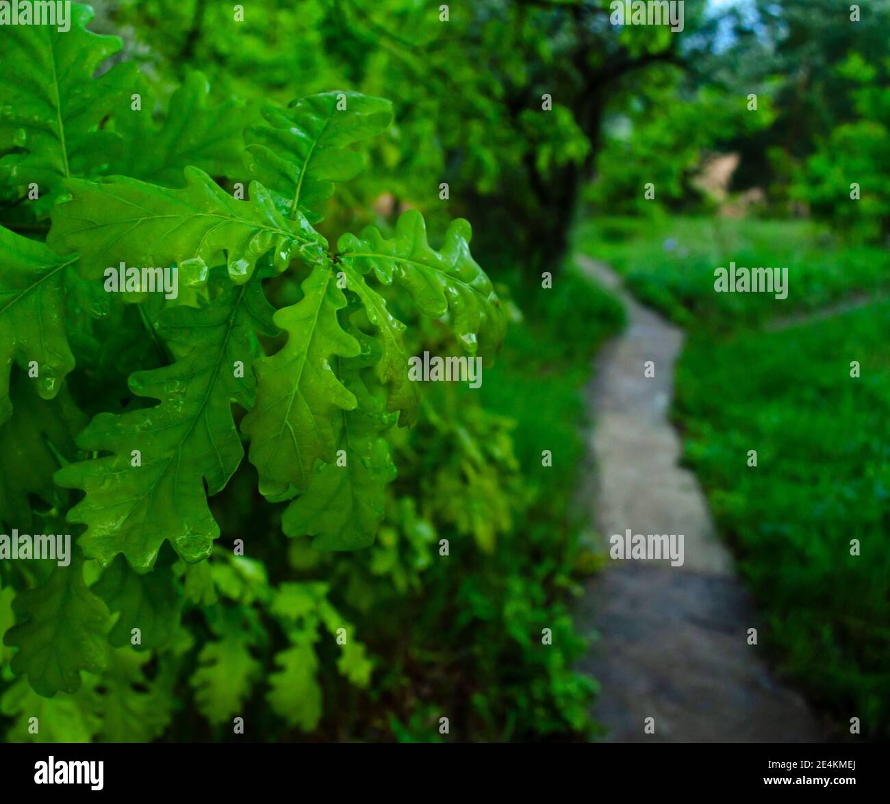 Eichenblätter in Regentropfen. Frühling Abendlandschaft mit einem Pfad im Garten. Der Geruch von Frische und Grün. Schöner grüner Hintergrund für sellin Stockfoto