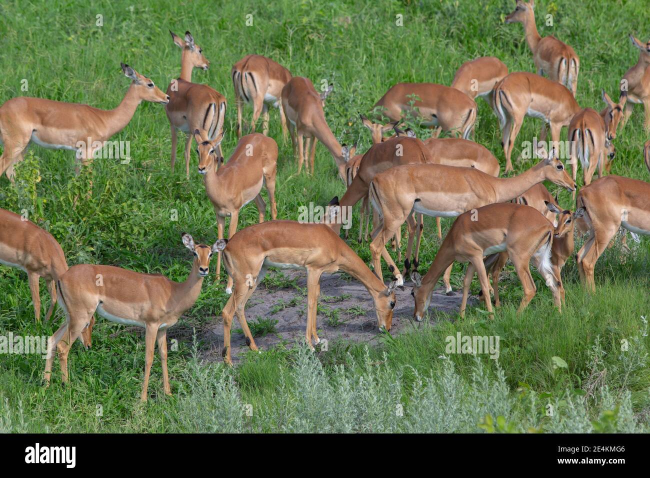 Impala (Aepyceros melampus). Herde Weibchen suchen Wasser aus niedrigen Boden hohl, die in der Regel füllt nach Regen. Versuchen Sie, den Durst zu befriedigen. Stockfoto