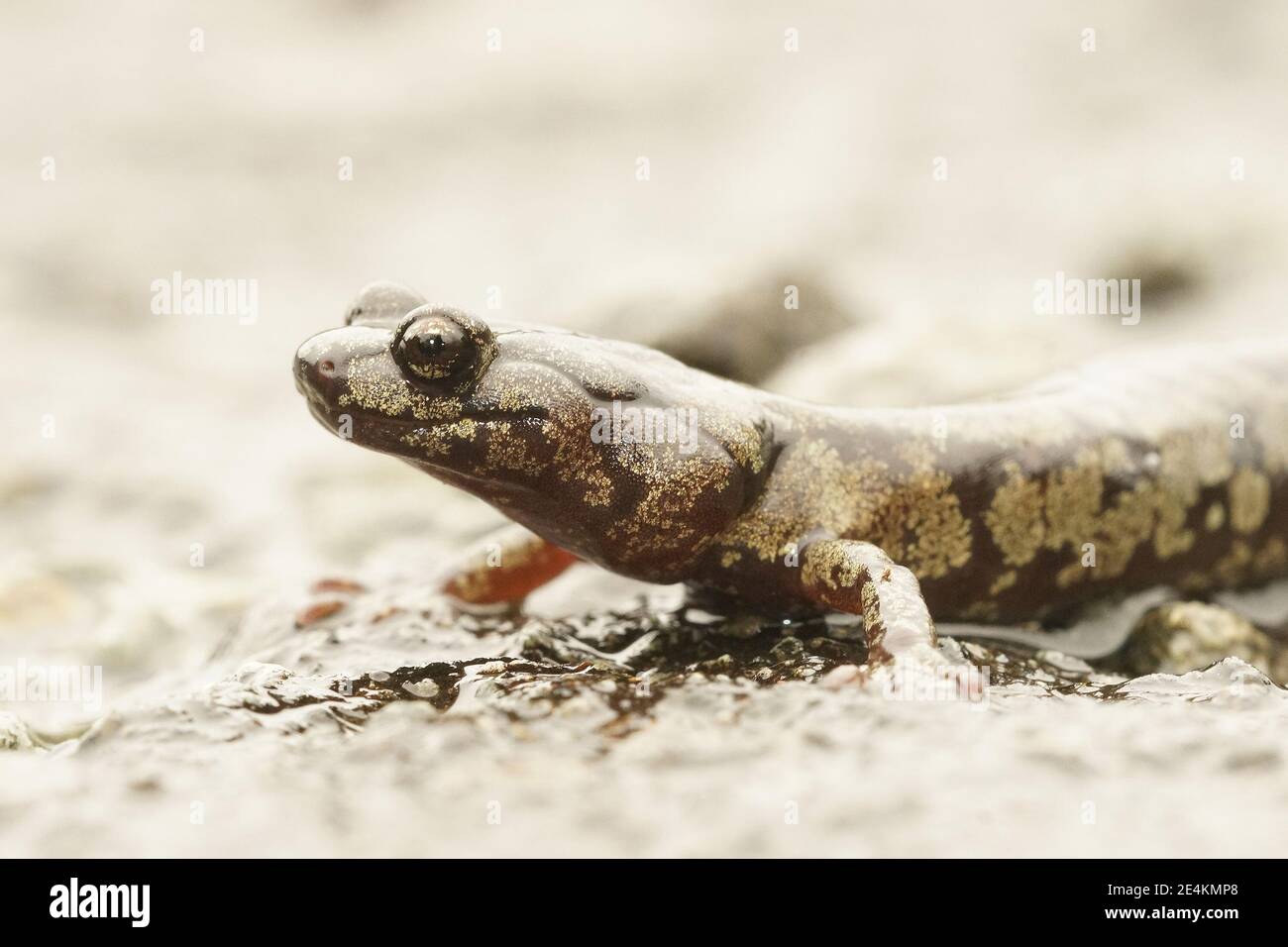 Ein schönes Muster Aneides ferreus, getrübter Salamander, der eine regnerische Straße überquert Stockfoto