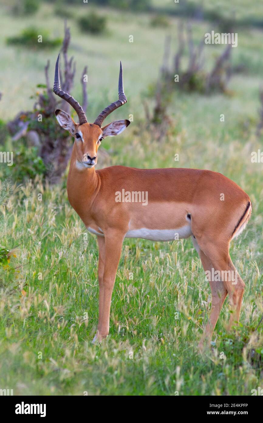 Impala (Aepyceros melampus). Männliches Standprofil, Kopf seitwärts gerichtet. Ohren strichen, Augen fokussiert. Jahreszeit lGrüne Vegetation Hintergrund. Botswana. Stockfoto