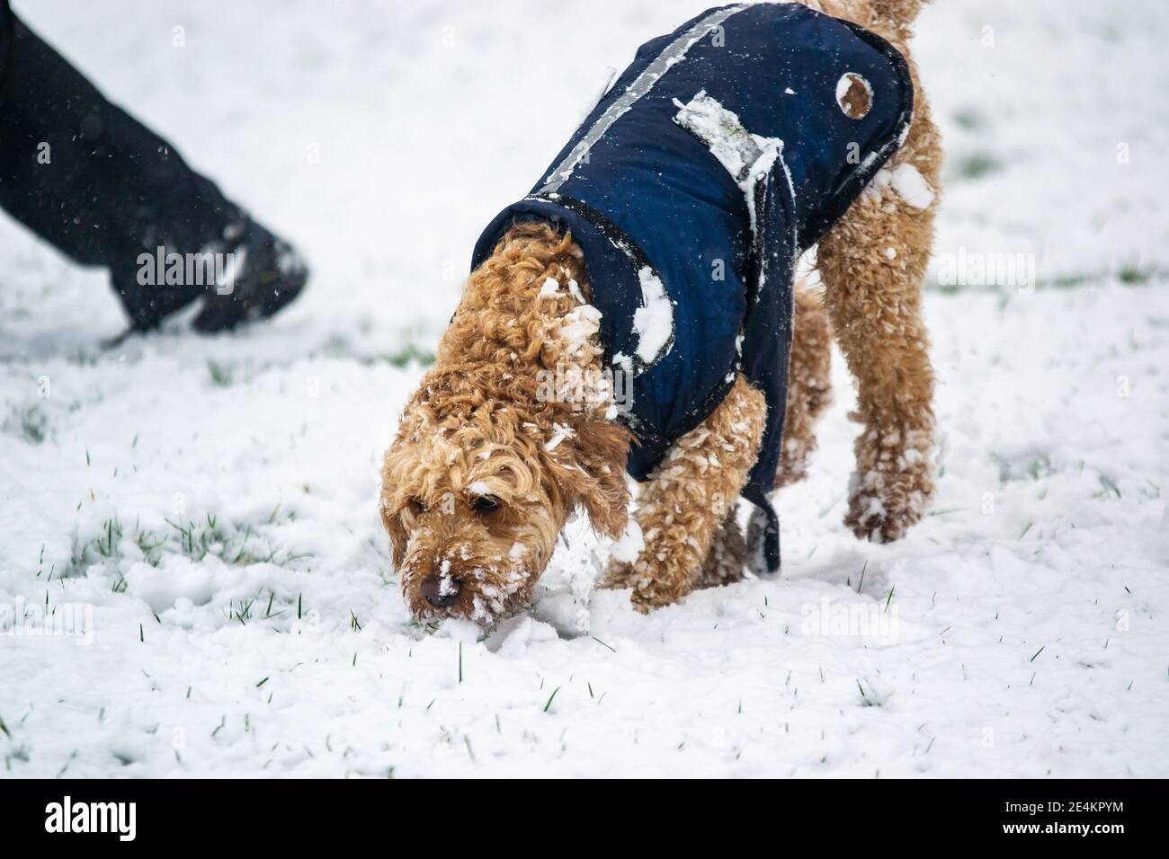 Leamington Spa, Warwickshire, Großbritannien: 24. Januar 2021:EIN kleiner, aufregendem Hund spielt am Sonntagmorgen im verschneiten Victoria Park. Kredit: Ryan Underwood / Alamy Live Nachrichten Stockfoto