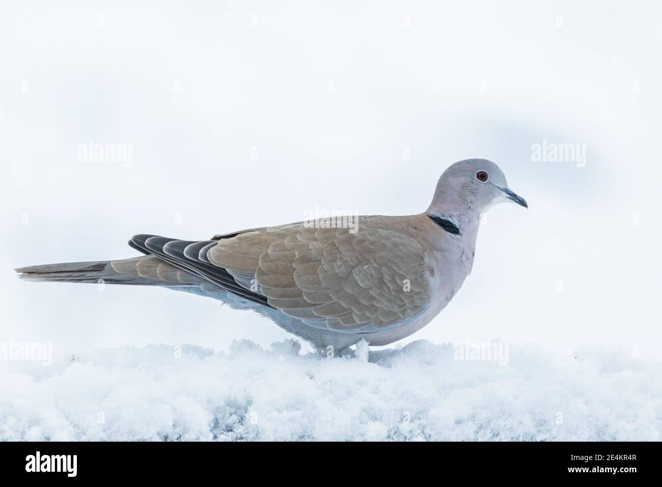 Collard tauchte Vogel im Schnee Stockfoto