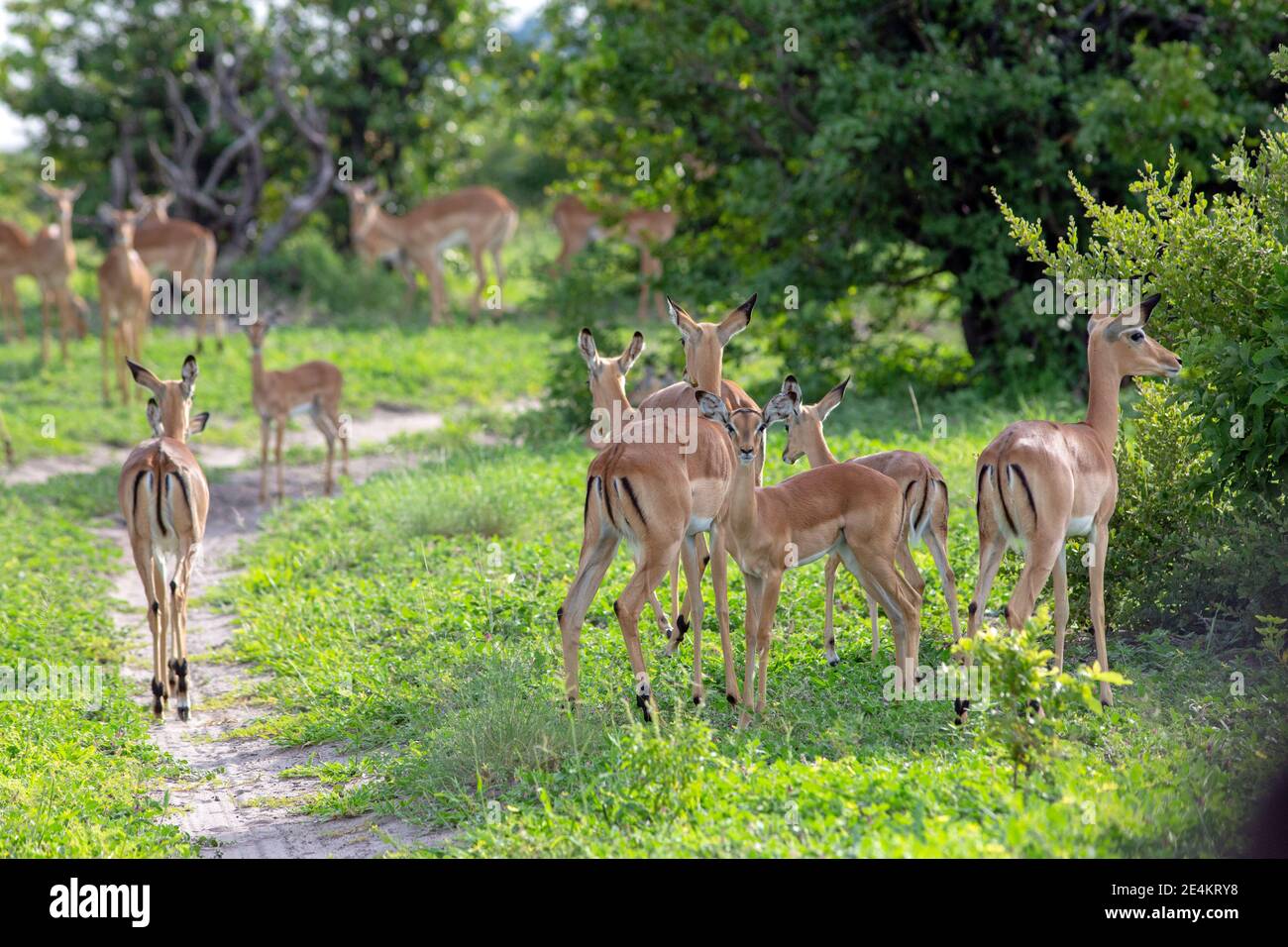 Impala (Aepyceros melampus). Antilope. Die Gruppe der ganzen weiblichen Herde, mit den abhängigen Jungen. Regenzeit. Suche nach Schatten und Abdeckung. Immer aufmerksam. Botswana. Stockfoto