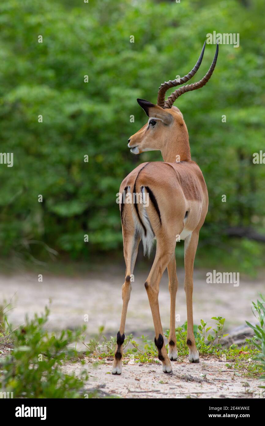 Impala (Aepyceros melampus). Antilope. Erwachsener, gehörntes Männchen. Rückansicht. Seitwärts stehend, Botswana. Identifikationsmerkmale, Coat-Markierungen Stockfoto