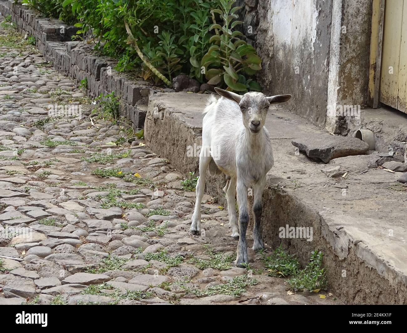 Ziege, frei auf der Straße, Kap Verde, Santiago Insel. Stockfoto