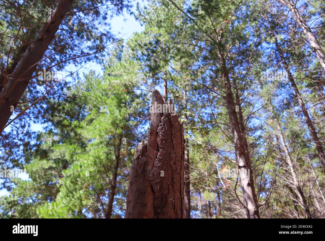 Kapstadt Südafrika- 12-23-2019 zerbrochener Baum im Tokai Wald. Gesunde Bäume wachsen im Hintergrund. Stockfoto