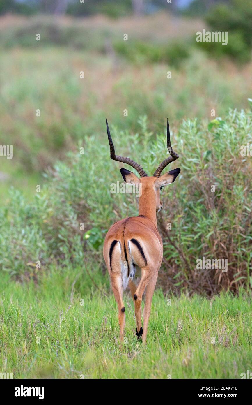 Impala (Aepyceros melampus). Männlich, gehörnter Erwachsener, Rückansicht. Zeigt identifizierende schwarze, weiße, Fawn, Körper, Rumpf, Ohrmarkierungen beim Gehen weg. Stockfoto