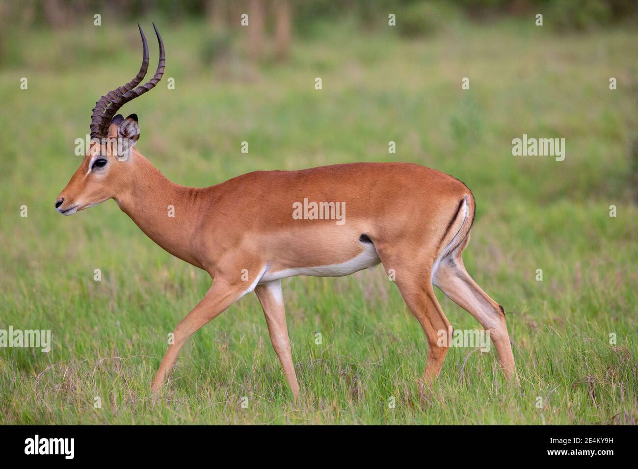 Impala (Aepyceros melampus). Männlich im Profil, zu Fuß. Seite, Flanke Farbmarkierungen, horizontale Demarkationslinie, dunkler oben, heller unten.Botswana. Stockfoto