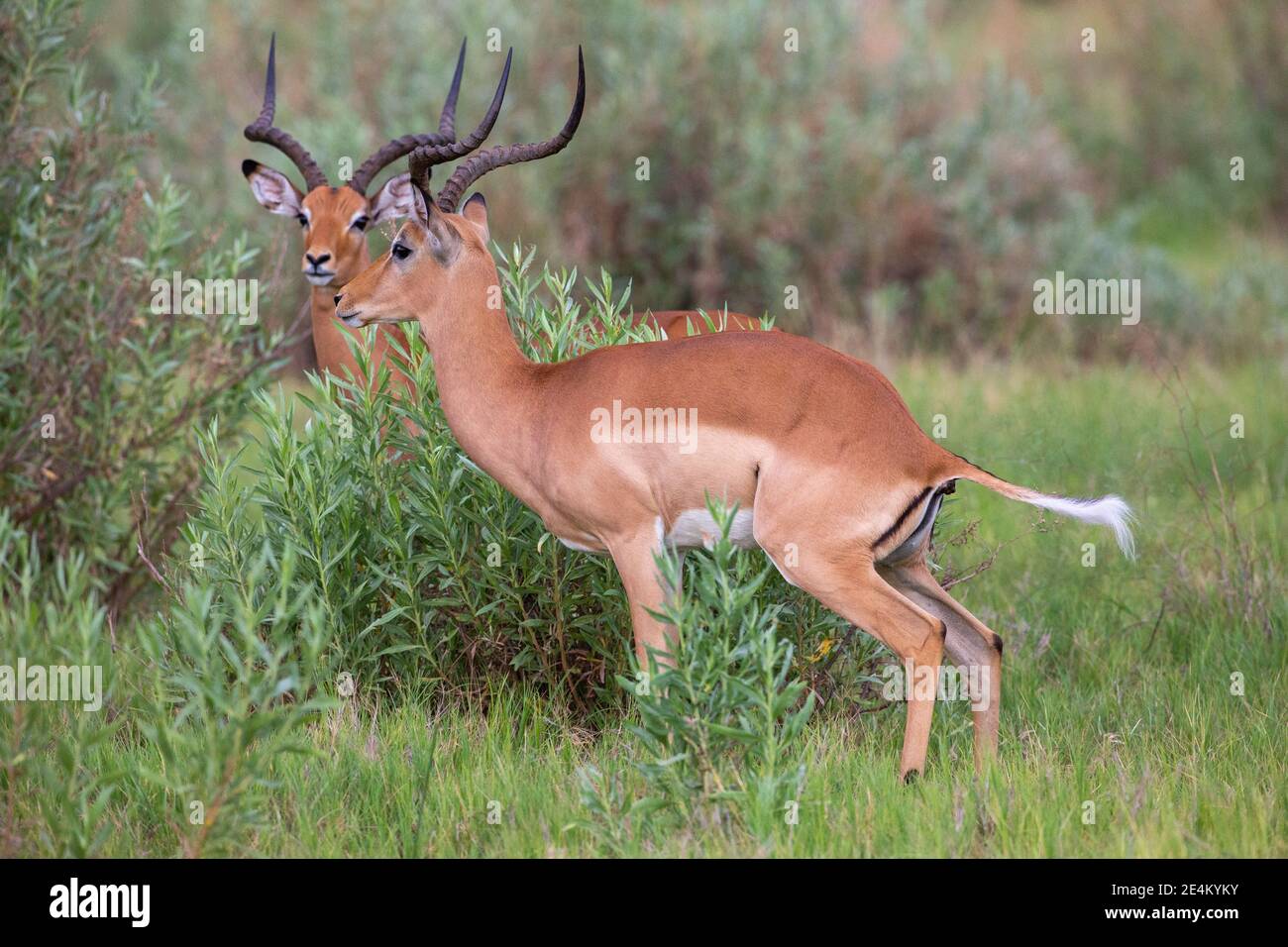 Impala (Aepyceros melampus). Zeigt gerippt, S, geformt, lyrate, Hörner von erwachsenen Männchen. Stuhlbildung in Pelletform. Recycling der Vegetation. Zellulosebruch Stockfoto