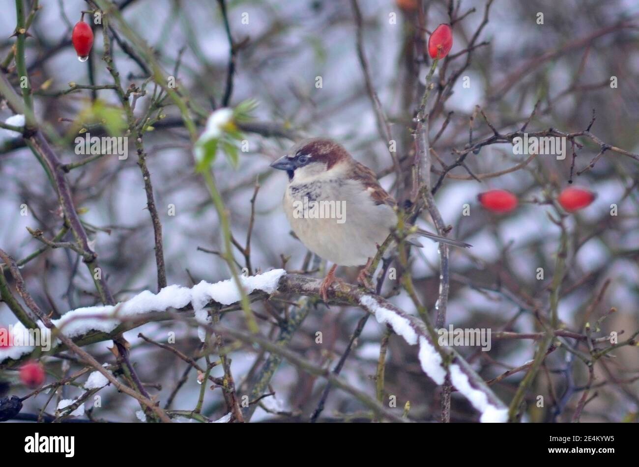 Ein männlicher Haussperling (Passer domesticus). Gemeinsame UK Vögel im Winter. Ross on Wye, England, Großbritannien Stockfoto