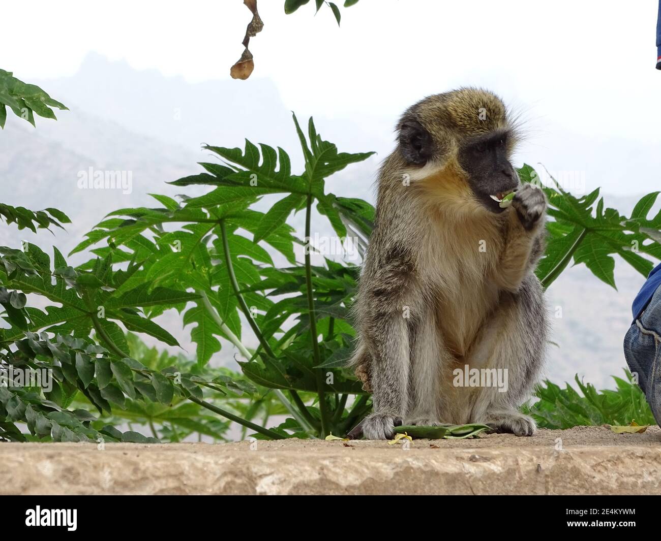 Affen, sitzen und essen, Kap Verde, Santo Antao Insel, Spaziergang. Stockfoto