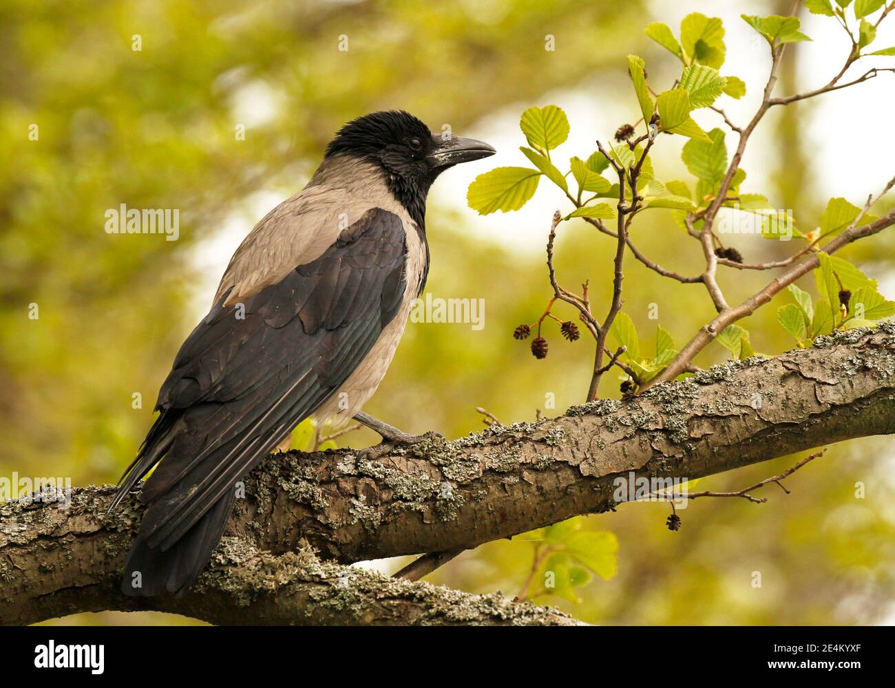 Nordeuropäische Kapuzenkrähe, Corvus corone cornix auf einem Zweig der Erle, Alnus glutinosa, in Finnland. Stockfoto