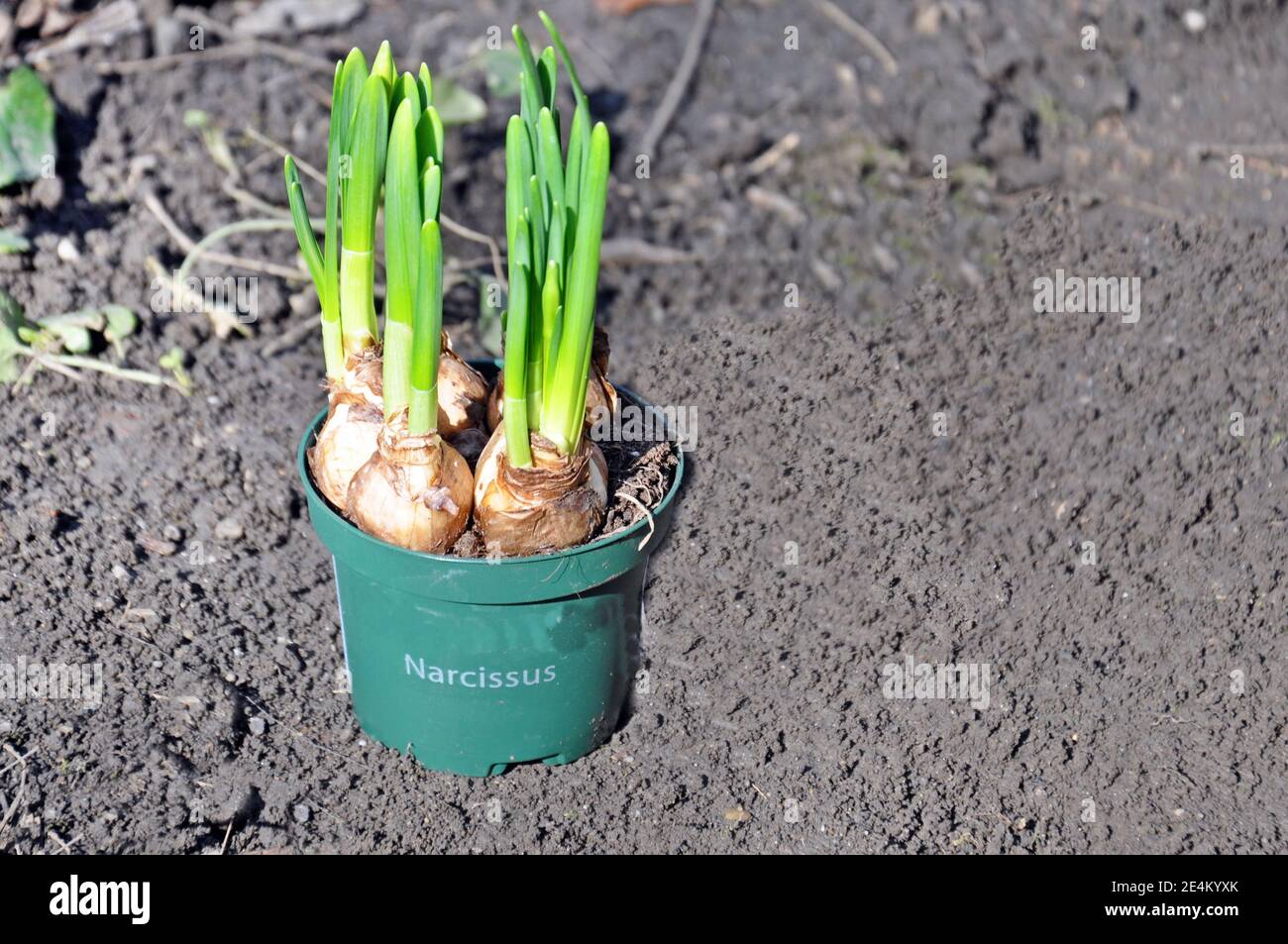 Junge Narzissen (Narcissus) Blumenzwiebeln Pflanzen in einem Topf, bereit für die Pflanzung in Gartenboden. Text für Leerzeichen kopieren. Stockfoto