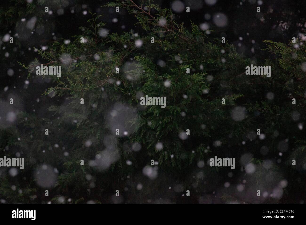 UK Weather, London, 24 January 2021: Ein seltener Schneefall erreichte die Hauptstadt am Sonntagmorgen und beschichtete Bäume und Dächer über 2 Stunden mit etwa 2cm Schnee. Anna Watson/Alamy Live News Stockfoto