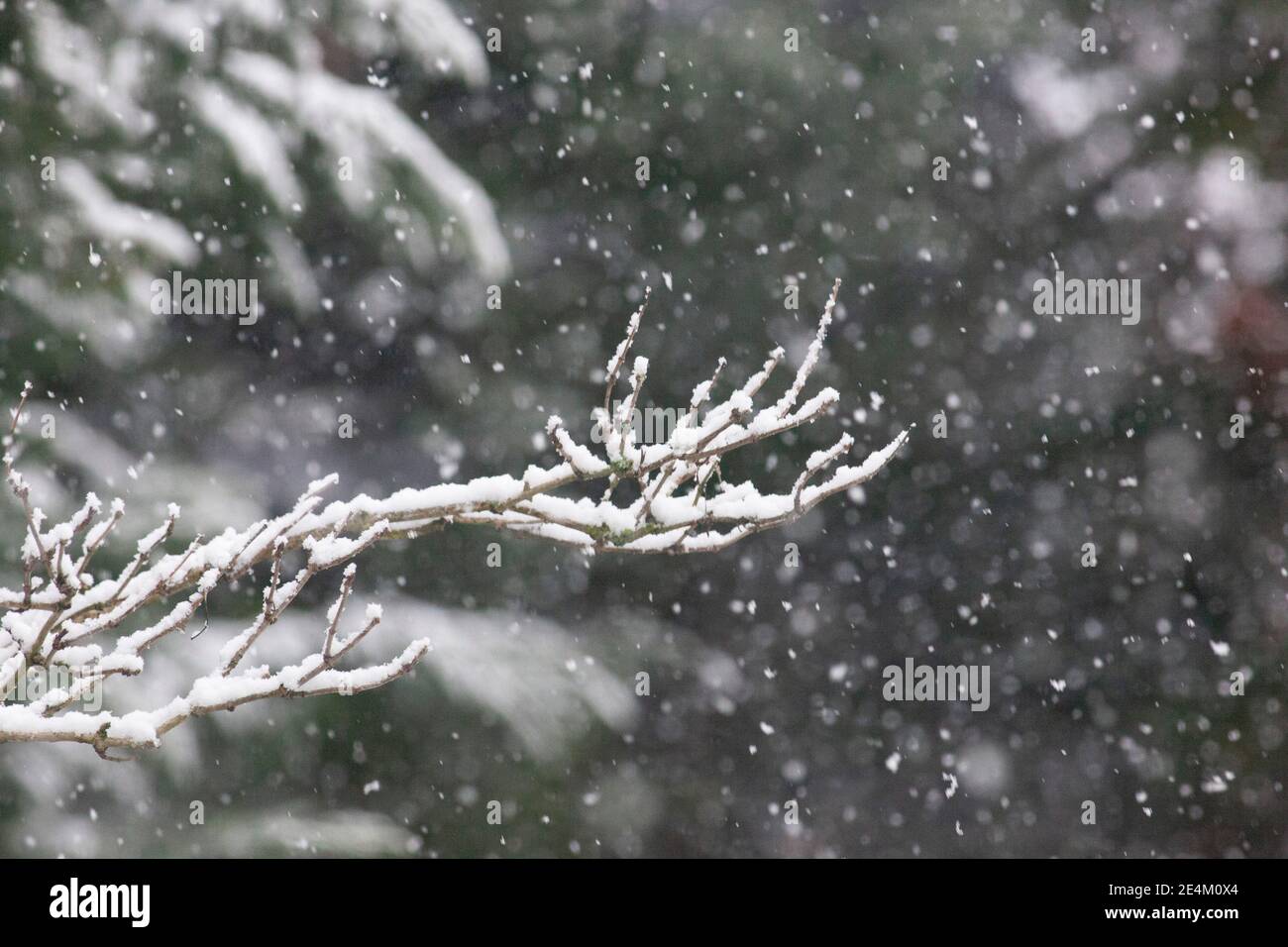 UK Weather, London, 24 January 2021: Ein seltener Schneefall erreichte die Hauptstadt am Sonntagmorgen und beschichtete Bäume und Dächer über 2 Stunden mit etwa 2cm Schnee. Anna Watson/Alamy Live News Stockfoto