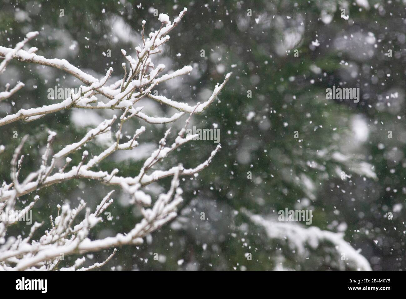 UK Weather, London, 24 January 2021: Ein seltener Schneefall erreichte die Hauptstadt am Sonntagmorgen und beschichtete Bäume und Dächer über 2 Stunden mit etwa 2cm Schnee. Anna Watson/Alamy Live News Stockfoto