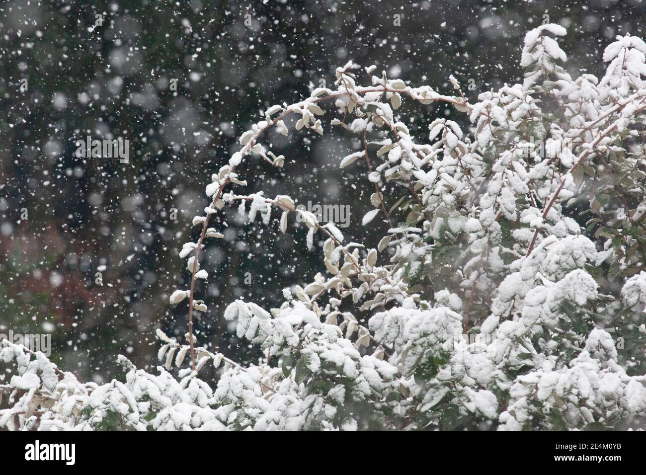 UK Weather, London, 24 January 2021: Ein seltener Schneefall erreichte die Hauptstadt am Sonntagmorgen und beschichtete Bäume und Dächer über 2 Stunden mit etwa 2cm Schnee. Anna Watson/Alamy Live News Stockfoto