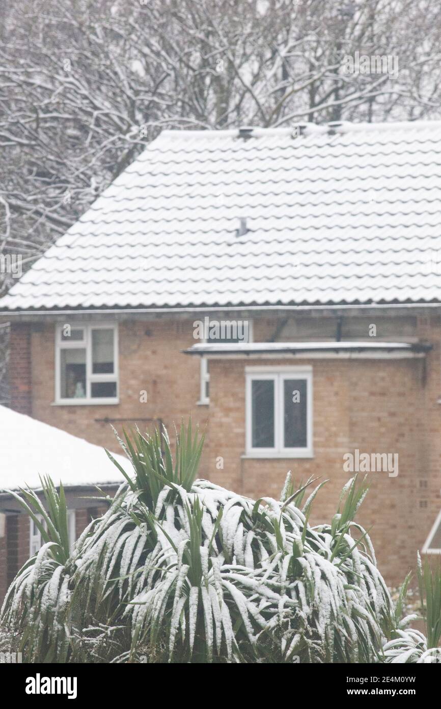 UK Weather, London, 24 January 2021: Ein seltener Schneefall erreichte die Hauptstadt am Sonntagmorgen und beschichtete Bäume und Dächer über 2 Stunden mit etwa 2cm Schnee. Anna Watson/Alamy Live News Stockfoto