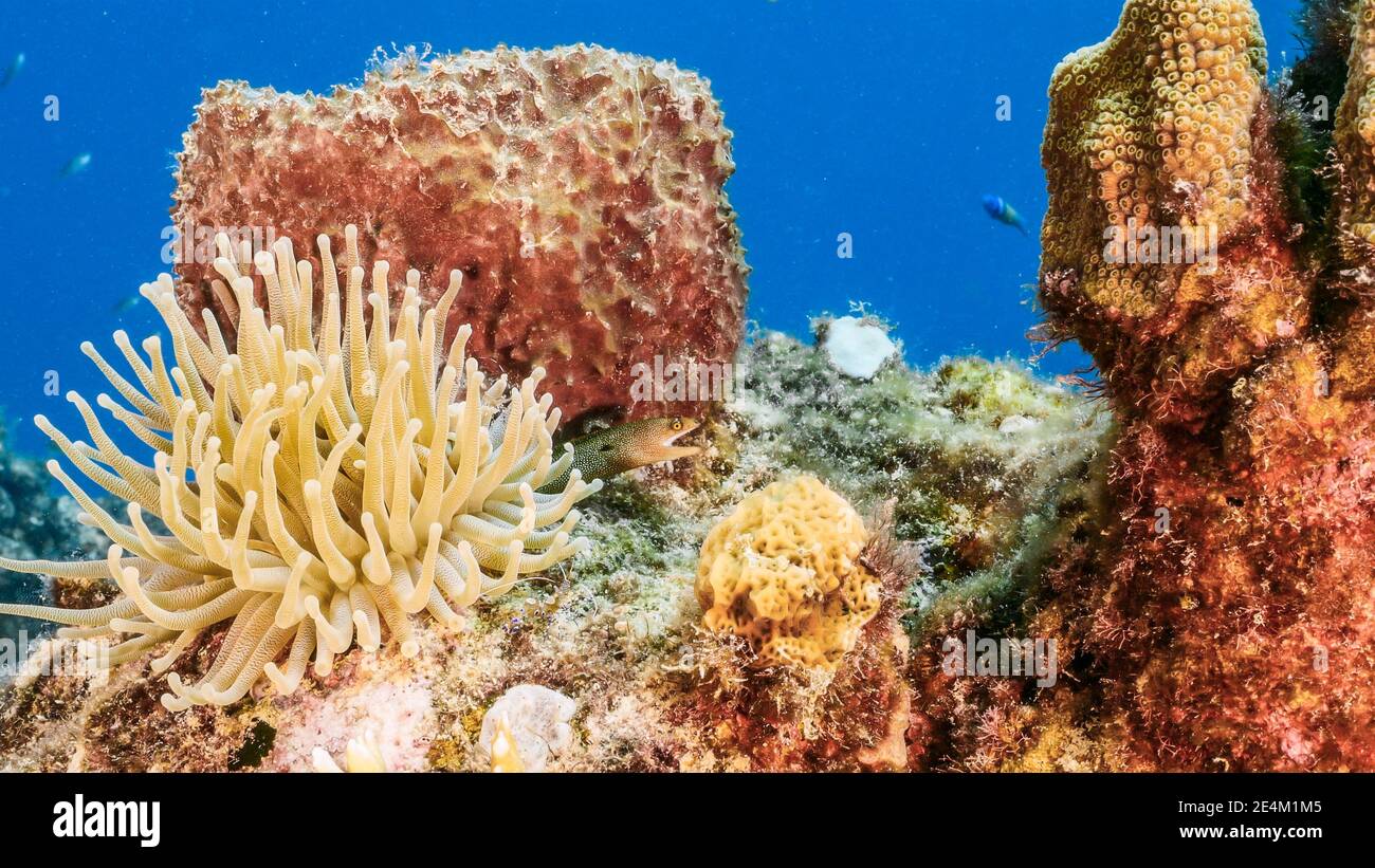 Seascape in türkisfarbenem Wasser von Korallenriff in der Karibik, Curacao mit Sea Anemone, Moray Eel, Fisch, Korallen und Schwamm Stockfoto