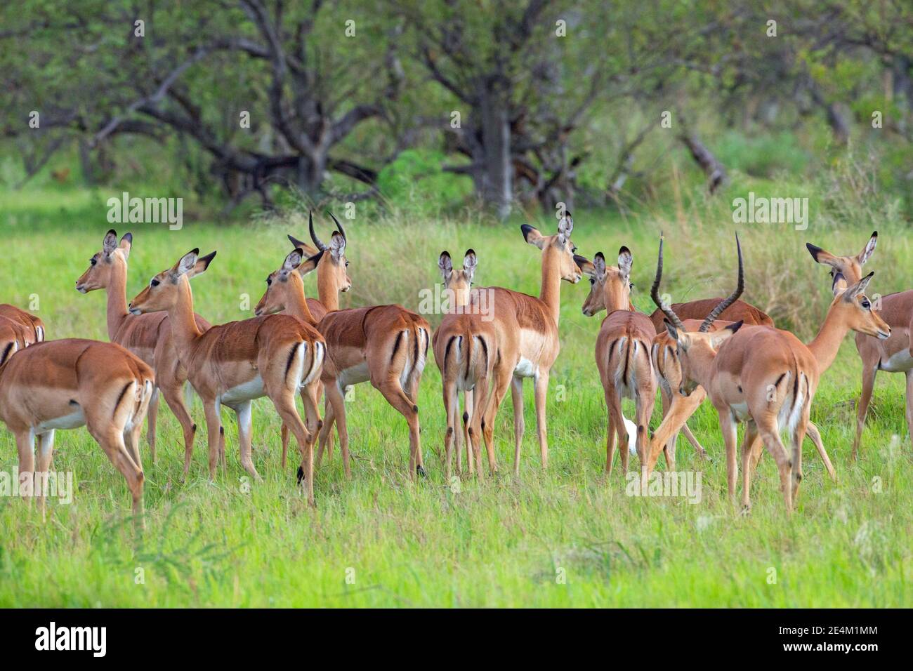 Impala (Aepyceros melampus). Herde von Weibchen, plus zwei gehörnte Männchen unterschiedlichen Alters. Reifer Erwachsener Mann Schatten andere von hinten rechts. Botswana. Stockfoto