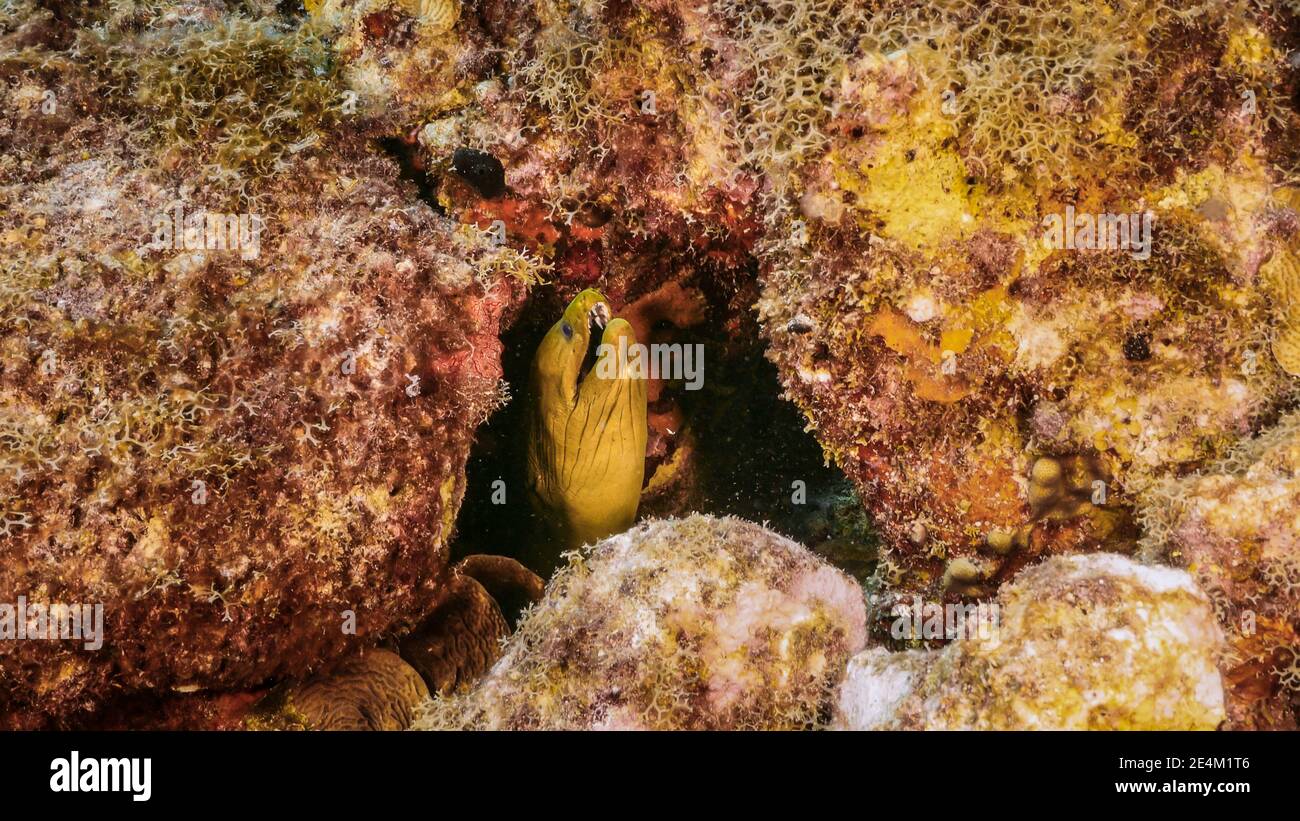 Green Moray Eel in Korallenriff des Karibischen Meeres, Curacao Stockfoto