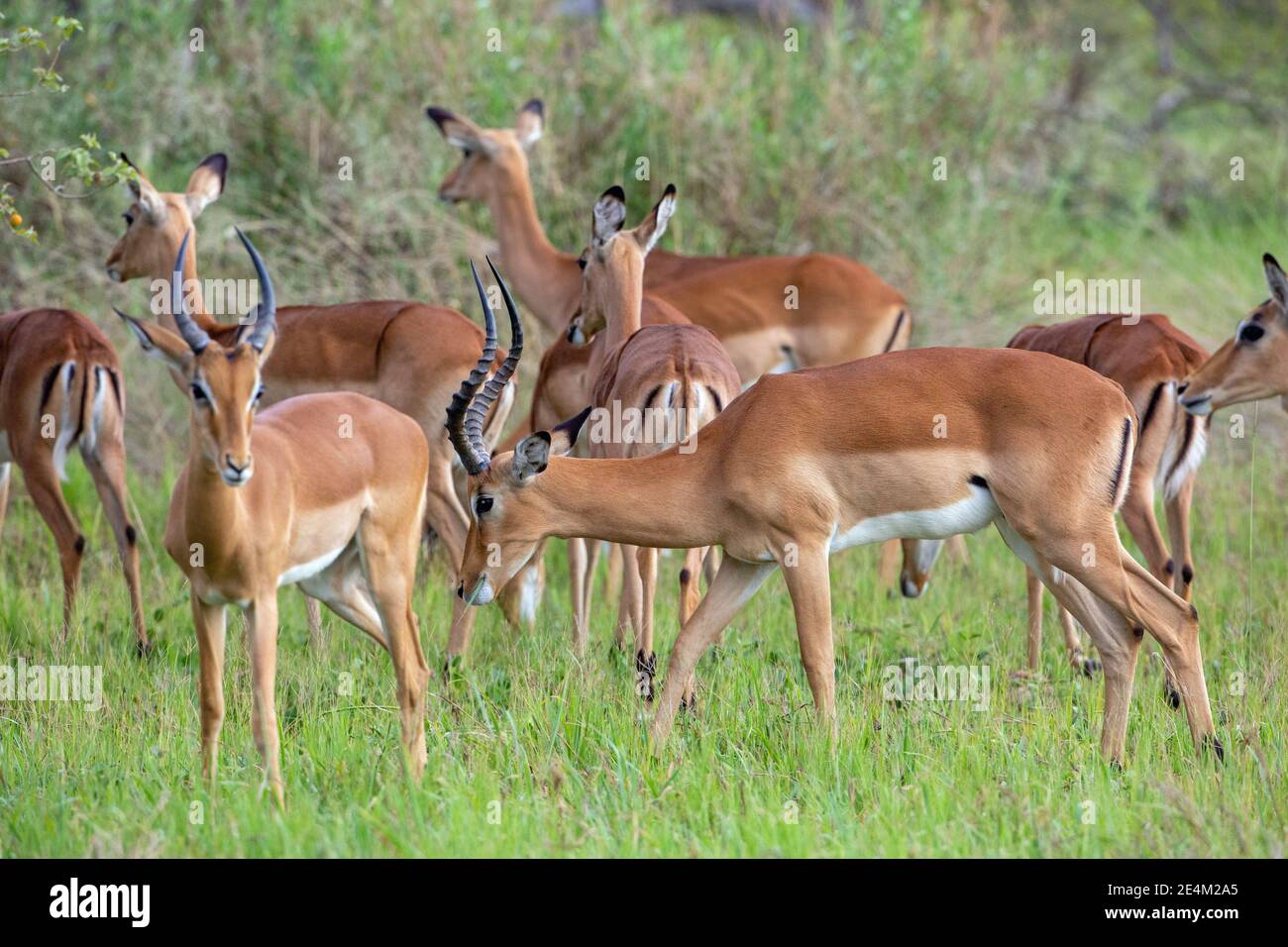 Impala (Aepyceros melampus). Antilope. Zwei gehörnte Männchen unter der Herde, respektieren soziale Distanzierung von anderen, durch Körpersprache, Haltung, Haltung. Stockfoto