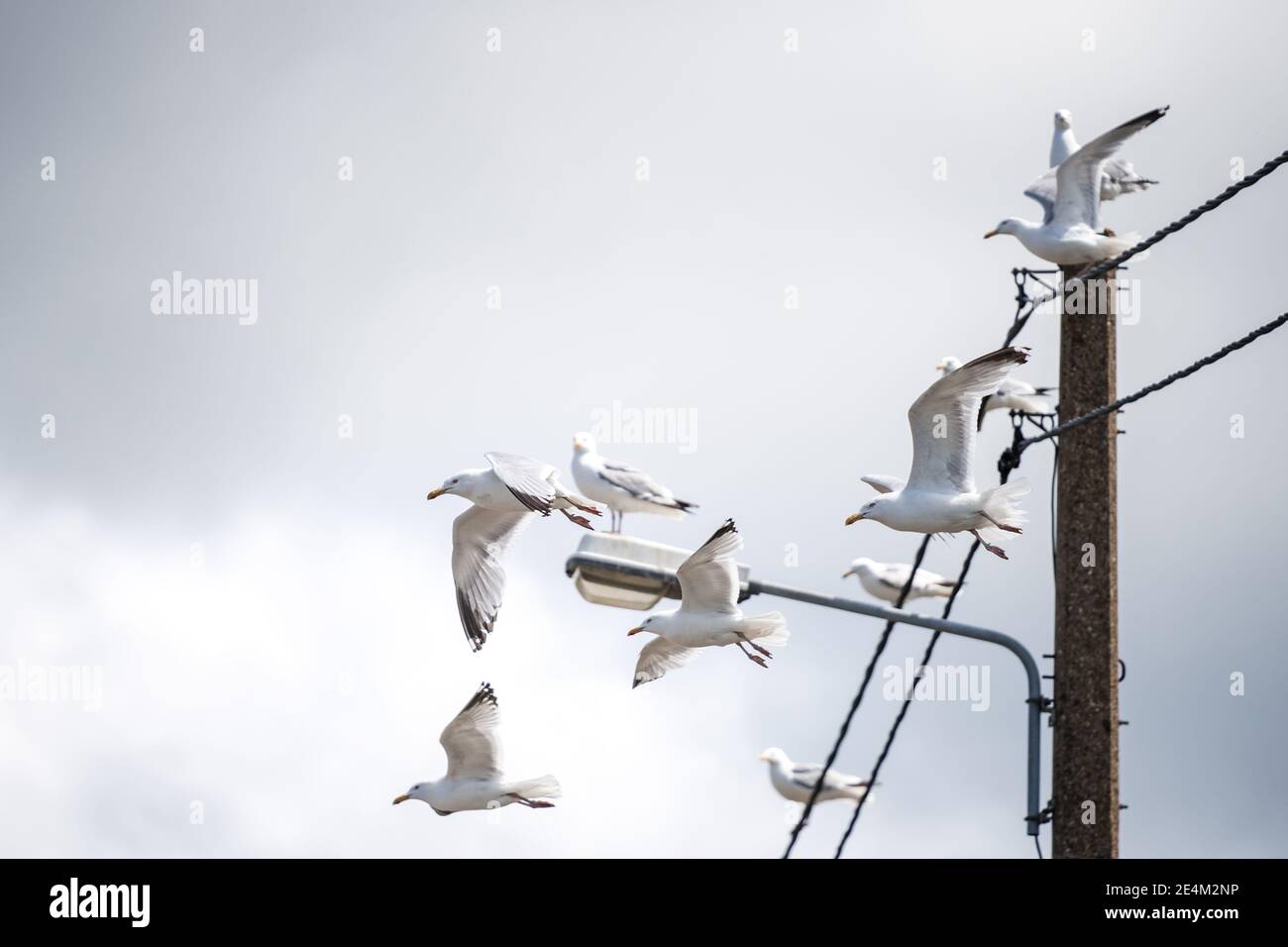 Möwen, die von Stabtelegraphen abheben, leuchten Pfosten-Schwarm Von Vögeln in himmelgrauen Wolken am Meer mit Möwen Fliegen und sitzen auf Draht und Straße Stockfoto