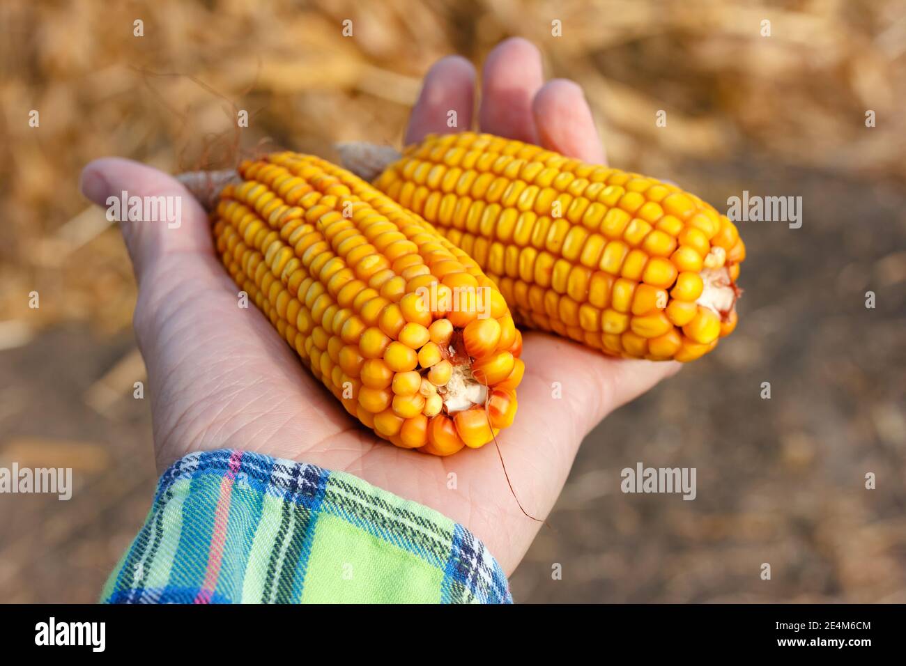Zwei frische rohe Mais ohne Giftstoffe in der Hand. Konzept der ökologischen nicht-GVO-Landwirtschaft. Stockfoto