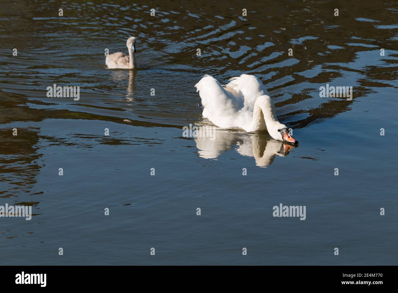 Muter Schwan, Cygnus olor, Erwachsene und Cygnet schwimmen im Teich Stockfoto