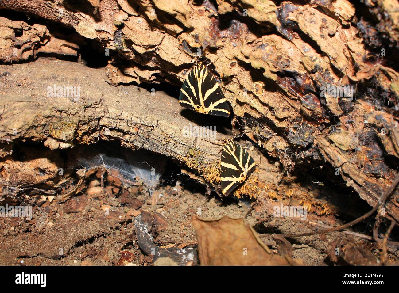 Schöne Motten versteckten sich in der Höhle eines Baumes. Stockfoto