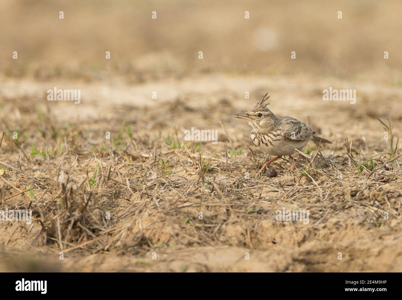 Erklommene Lerche (Galerida Cristata) Stockfoto