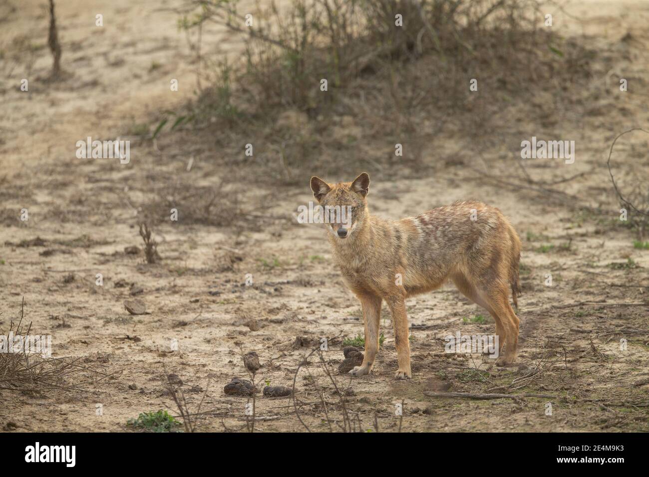 Goldschakal (Canis Aureus) Stockfoto