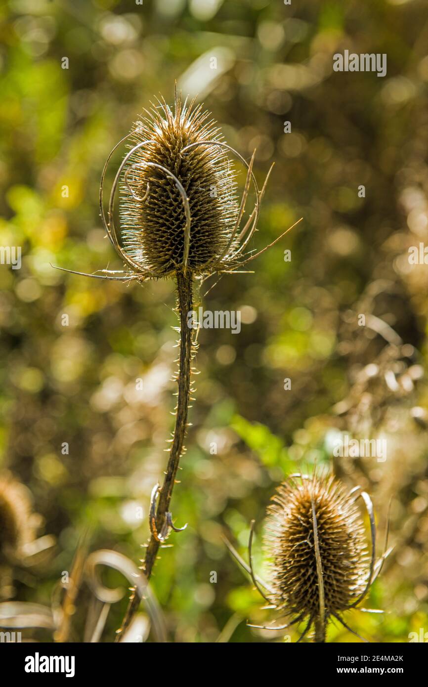 Ein hintergrundbeleuchteter Teazelstamm und Teelöffel selbst, Dipsacus. Stockfoto