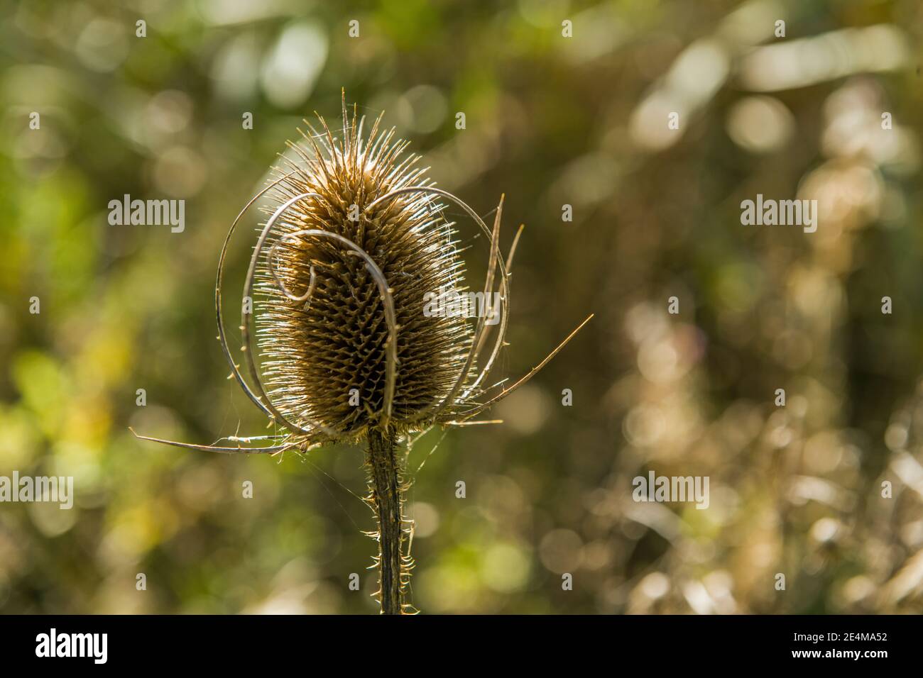 Ein hintergrundbeleuchteter Teazelstamm und Teelöffel selbst, Dipsacus. Stockfoto