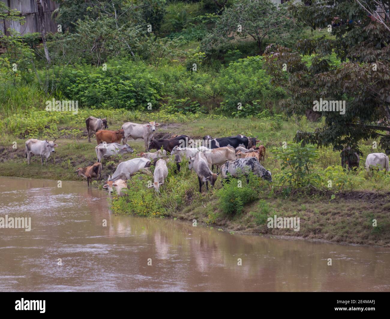 Kühe weiden am Ufer des Amazonas, Peru, Amazonien, Südamerika Stockfoto