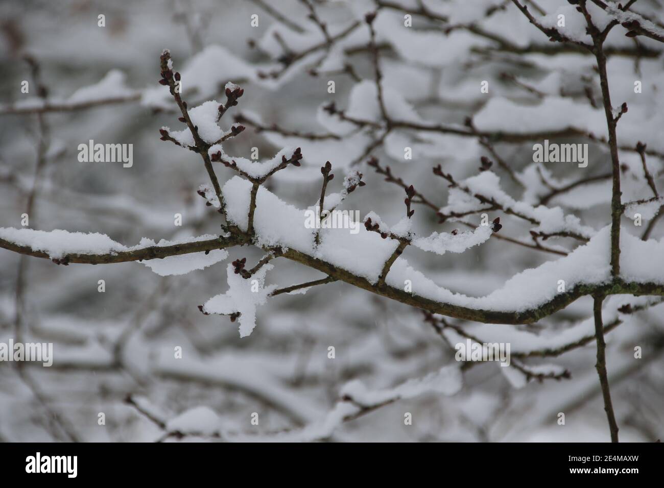 Gefrorener Schnee auf einem Ast Stockfoto