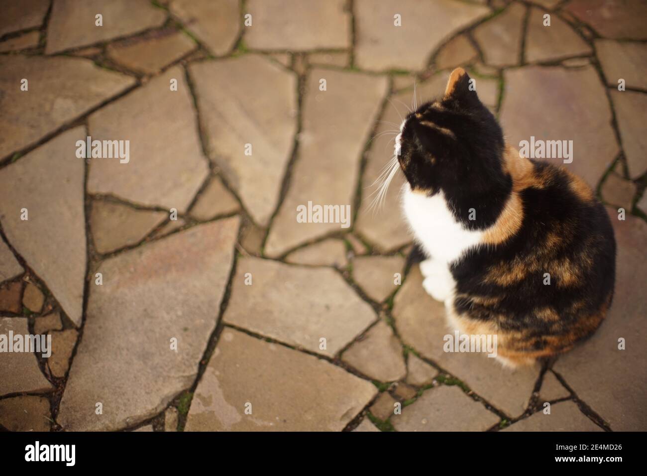 Große flauschige tricolor Katze sitzt auf dem Steinboden im Freien. Stockfoto