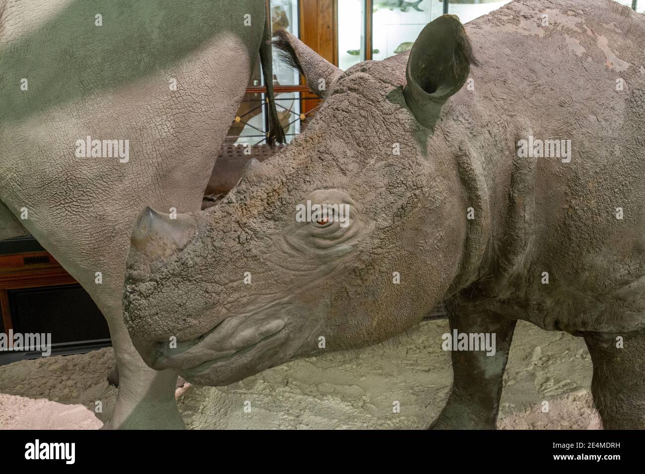 Der Kopf eines erhaltenen Sumatra-Rhinoceros (Didermocerus sumatrensis), Natural History Museum in Tring, Herts, Großbritannien. Stockfoto