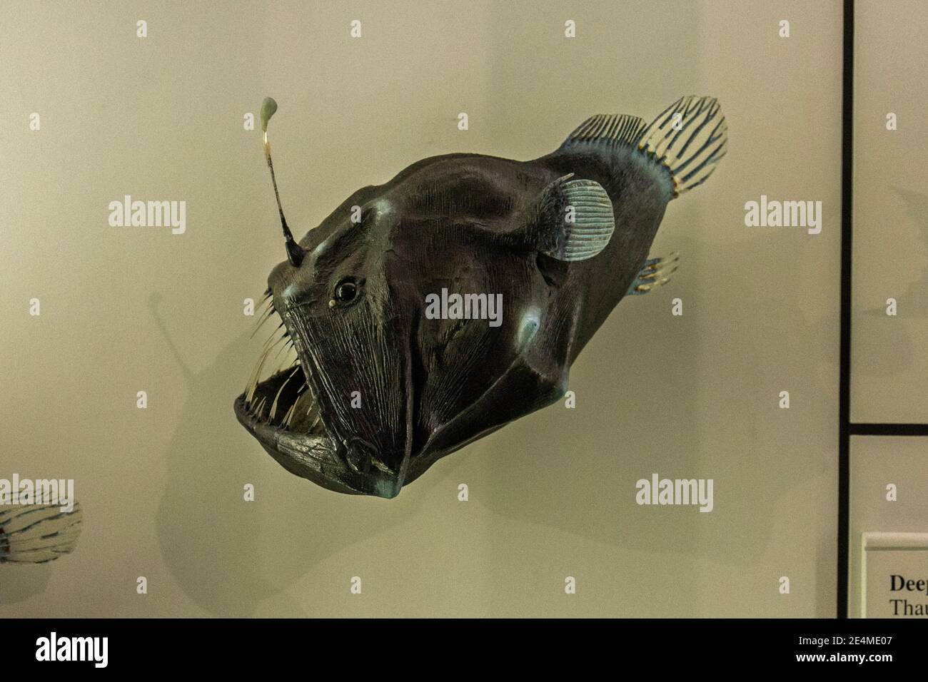 Ein Tiefsee-Angler-Fisch (Buckelanglerfisch, Melanocetus johnsonii) Natural History Museum in Tring, Herts, Großbritannien. Stockfoto