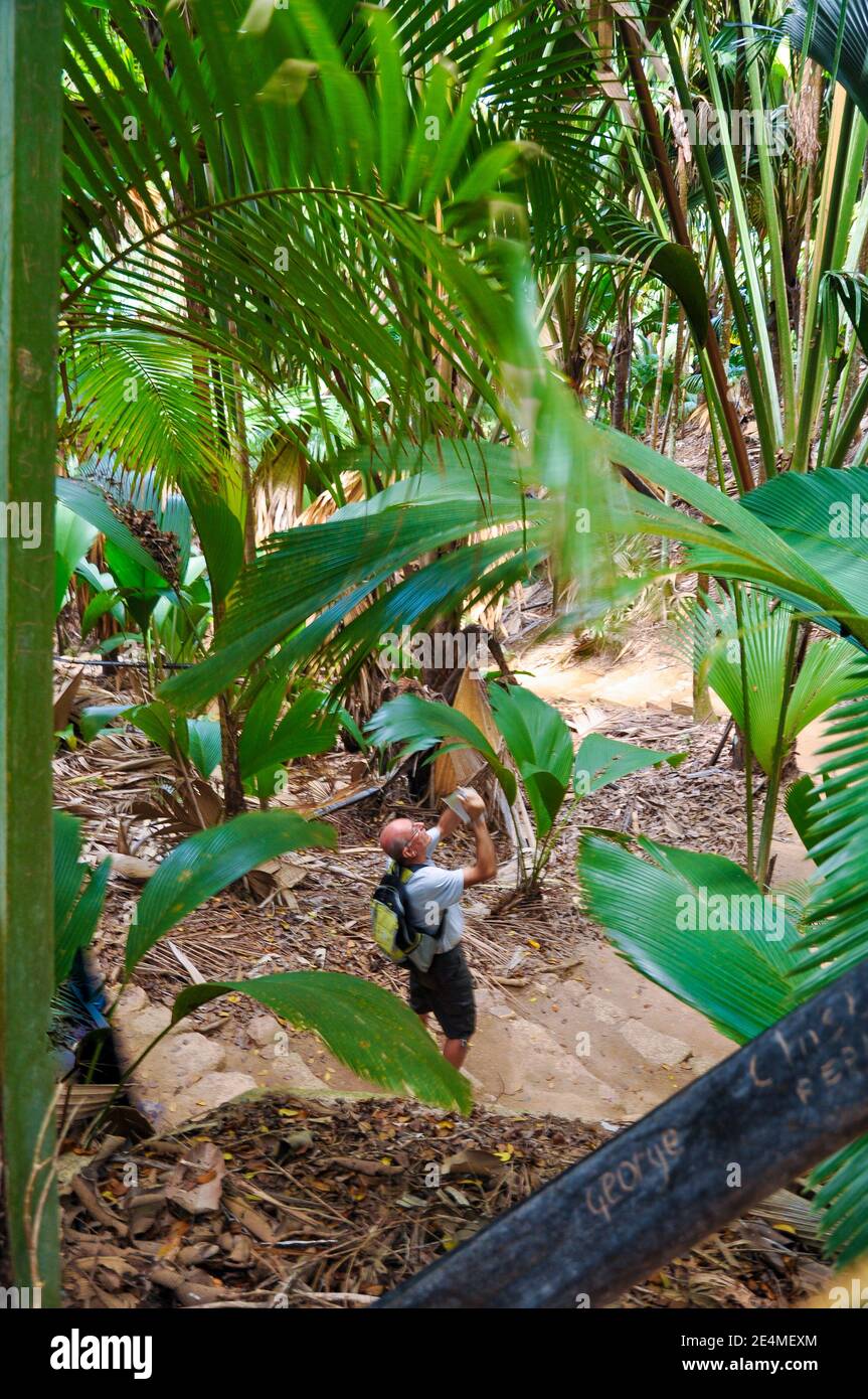 Man schaut auf die riesigen Blätter der Sea Coconuts Palme (Lodoicea maldivica) oder Coco de Mer im Naturpark Vallée de Mai auf der Insel Praslin. Stockfoto