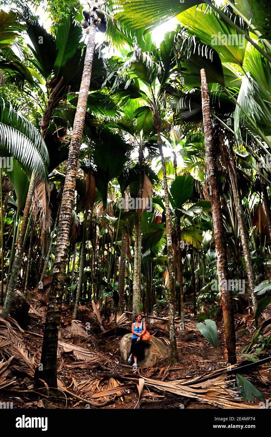 Frau mit Blick auf die riesigen Blätter der Sea Coconuts Palme (Lodoicea maldivica) oder Coco de Mer im Naturpark Vallée de Mai auf der Insel Praslin. Stockfoto