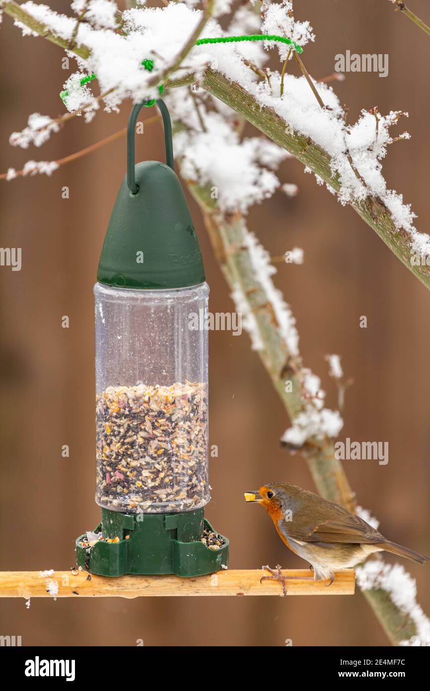 Robin frisst Samen aus einem Gartenvogel Futterhäuschen Stockfoto