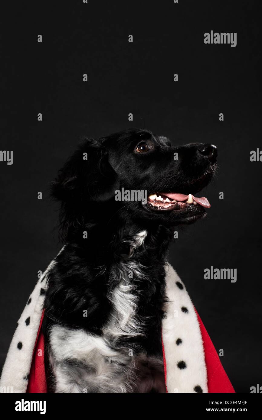 Royal stayhoun Hund trägt einen roten Mantel auf einem dunkelschwarzen Hintergrund. Ein Porträt eines niedlichen aussehenden Hündchen, der nach rechts schaut. King, Queen, vertikale s Stockfoto
