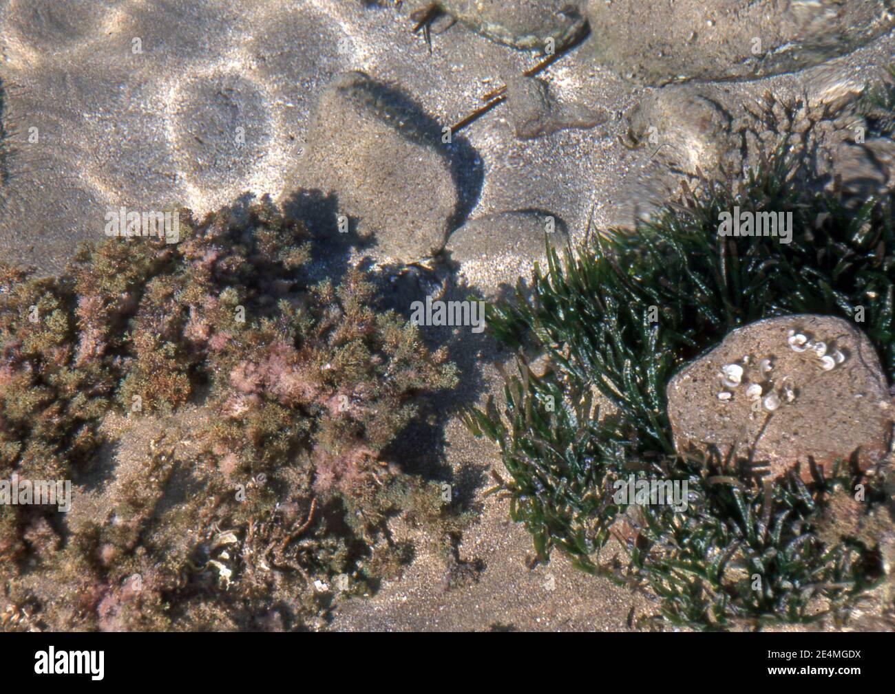 Transparenz im sardischen Meer, Italien (gescannt von Farblider) Stockfoto
