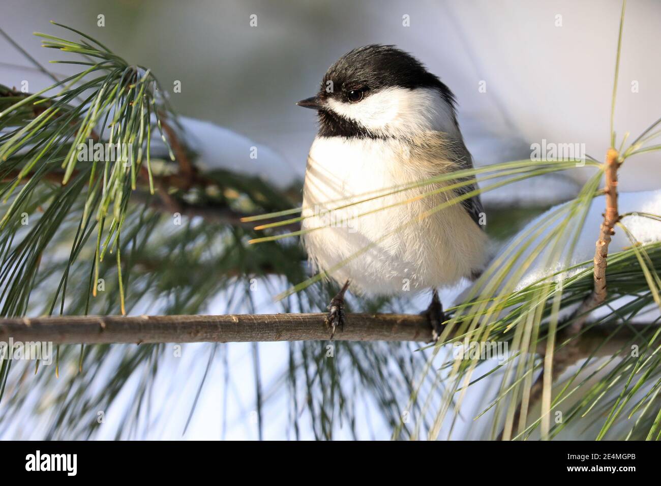 Schwarzdeckelschnepfe sitzt auf einem Tannenzweig im Winter, Quebec, Canad Stockfoto