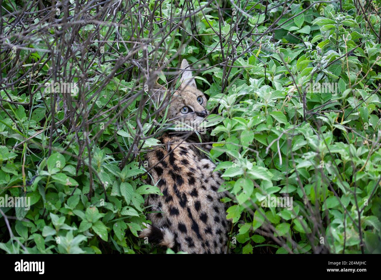 Junge Serval Leptailurus serval Wildkatze hocken im Unterholz, um Erkennung in Tansania, Afrika zu vermeiden Stockfoto