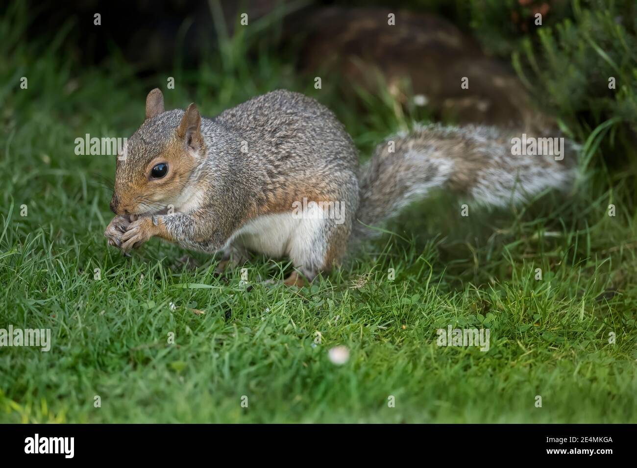 Graues Eichhörnchen, Nahaufnahme, Nüsse im Gras in Schottland im Herbst essen Stockfoto