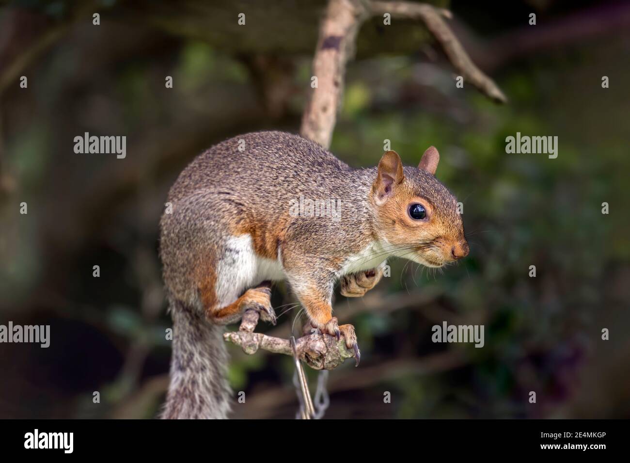 Graues Eichhörnchen, Nahaufnahme, Nüsse essen auf einem Zweig in Schottland im Herbst gehockt Stockfoto