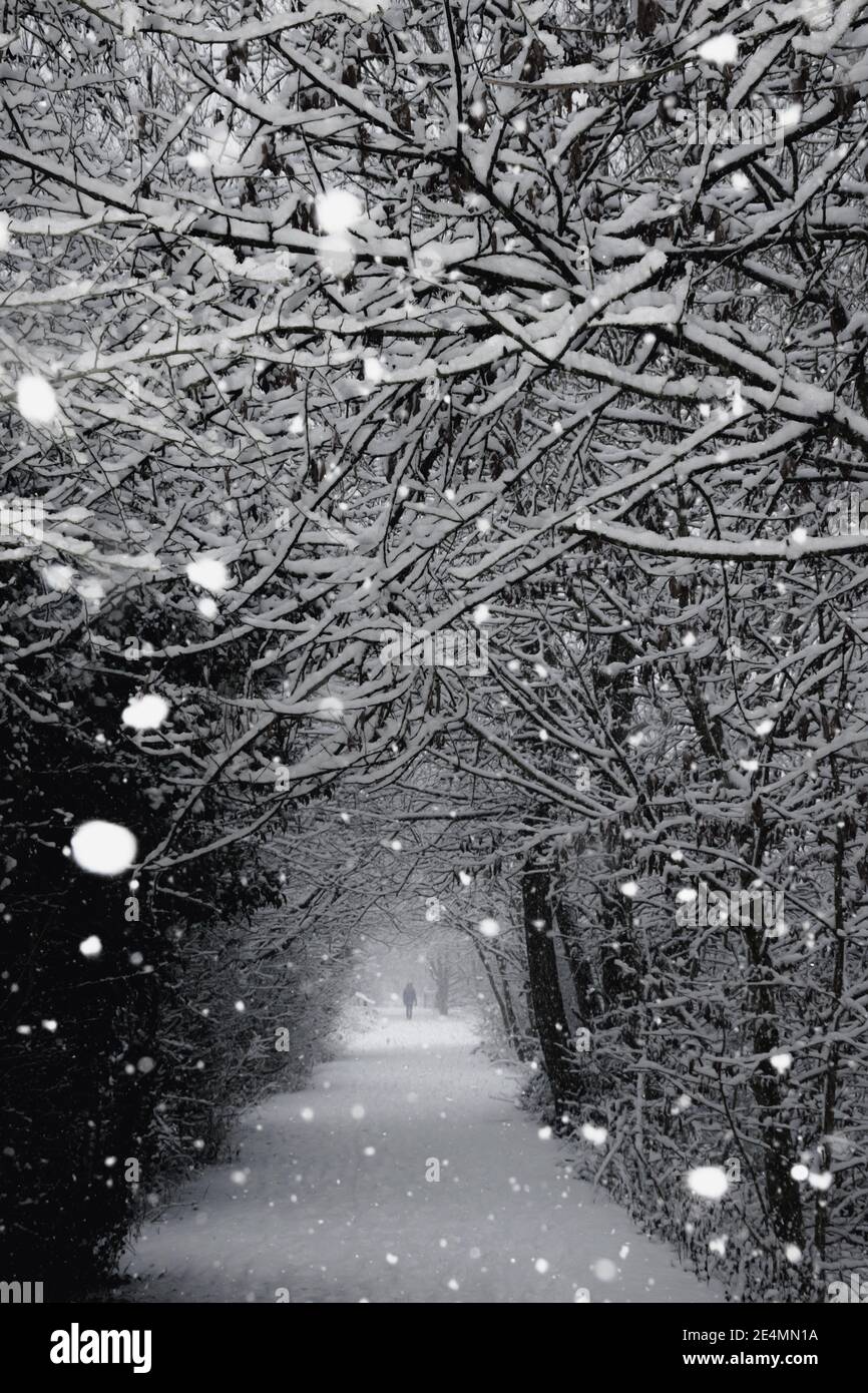 Verschneite Winterparkallee und die Einzelperson Silhouette an Das Ende der Gasse bei Schneefall Stockfoto